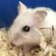 humsterxxx avatar